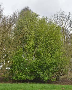 Prunus padus