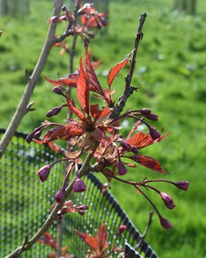 Prunus Royal Burgundy