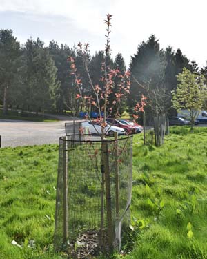 Prunus 'Royal Burgundy'