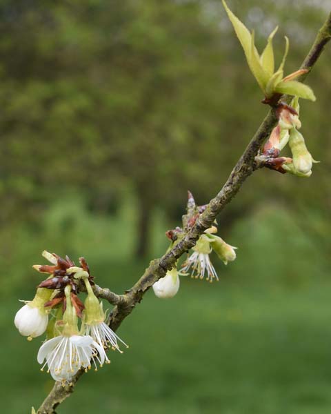 Prunus serrula 'Branklyn'