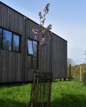 Prunus Taoyame