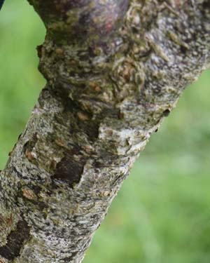 Prunus Verecunda Autumn Glory