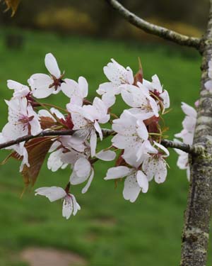 Prunus Verecunda Autumn Glory