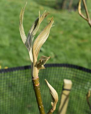 Large winged wingnut