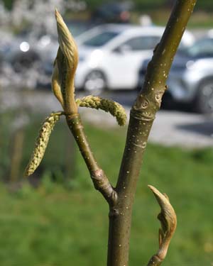 Pterocarya macroptera