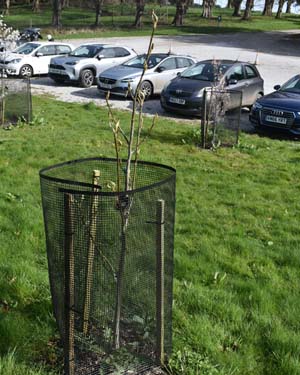 Large wingedWingnut