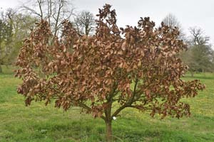 Quercus dentata