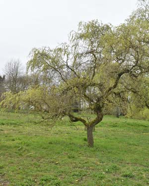 Salix erythroflexuosa