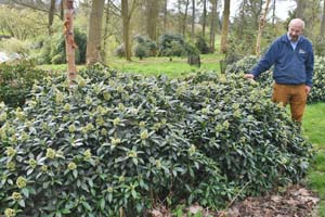 Skimmia japonica