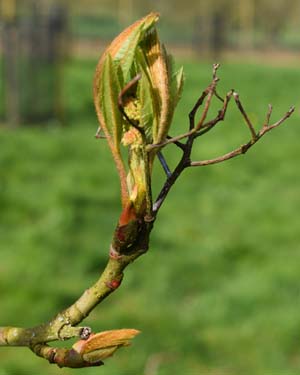 Sorbus pseudohupehensis