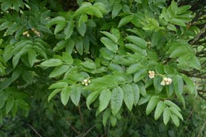Sorbus sambucifolia