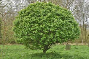 Sorbus sambucifolia