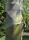Himalayan birch