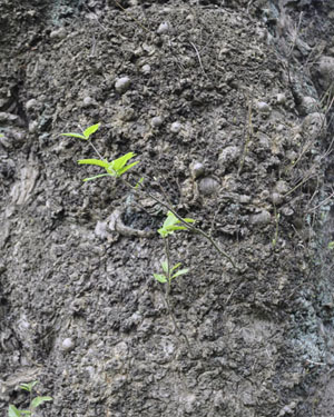 chestnut burr