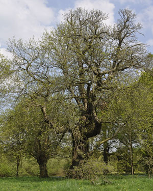 castanea sativa