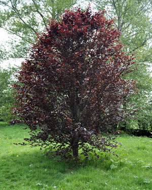 Dwarf purple beech