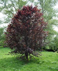 Dwarf purple beech