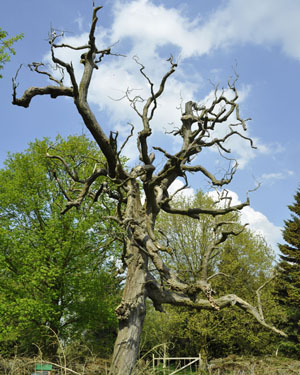 Old hornbeam