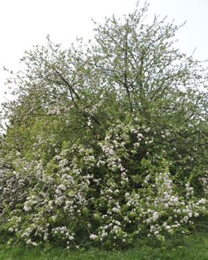 Malus kirghisorum
