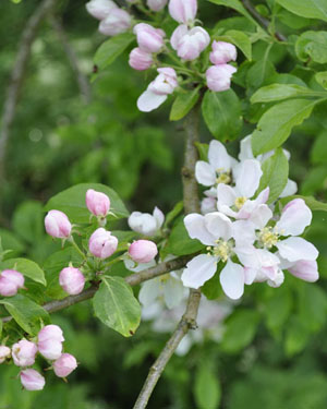 malus kirghisorum
