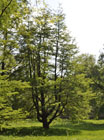 nothofagus antarctica