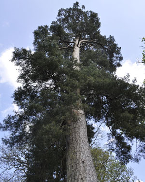 Scots pine