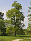 Sessile oak