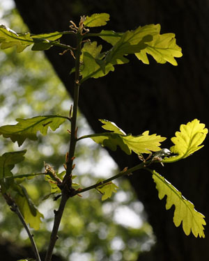 English oak leaves