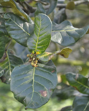 Chinese oak leaf