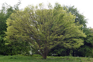 Zelkova serrata