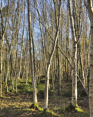 Birch wood