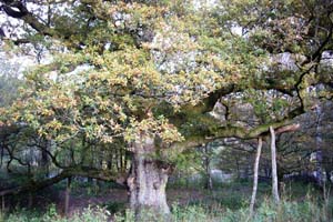 The Birnam oak