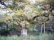 The Birnam Oak
