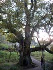 Birnam Oak
