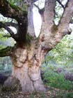 Birnam Oak