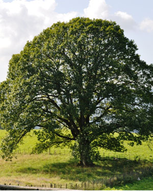 Blackwell oak