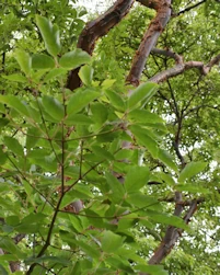 Acer griseum