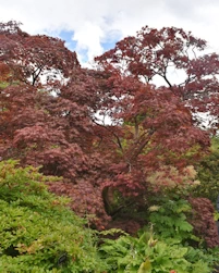 Acer palmatum atropurpureum