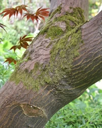 Acer palmatum atropurpureum