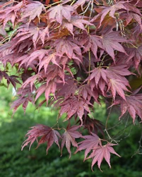 Acer palmatum atropurpureum