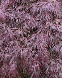 Acer palmatum dissectum atropurpureum
