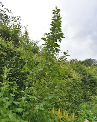 Acer rufinerve