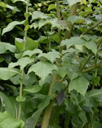 Acer rufinerve