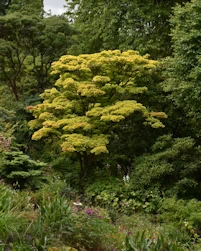 Abies grandis
