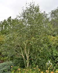 Betula utilis jacquemontii
