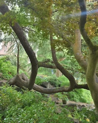 Cedrus atlantica aurea