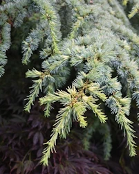 Cedrus atlantica aurea