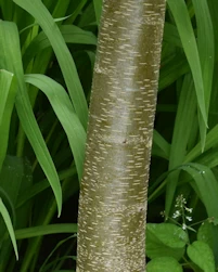 Cercidiphyum japonicum