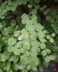 Cercidiphyum japonicum