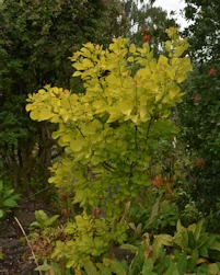 Cotinus coggygria golden spirit